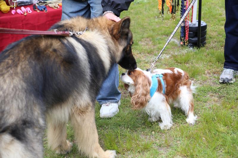 Smokie the 3-year-old German Shepherd and Moxie the 6-year-old Cavalier King Charles Spaniel get to know each other. BY LAUREN ZAKNOUN