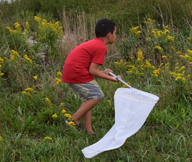 Aidan DaSilva closes in on a butterfly and moves slowly to avoid scaring it away. BY DOUGLAS MCCULLOCH