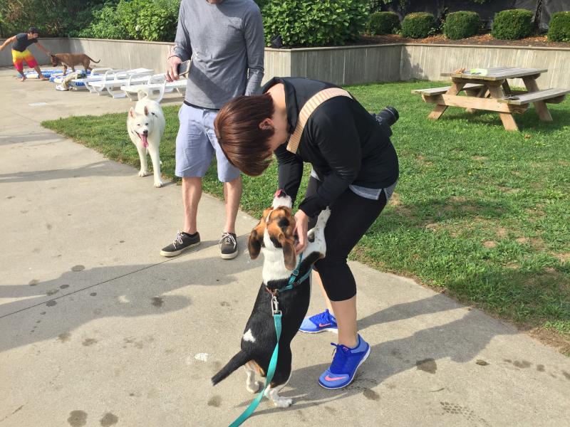Sookie greets Amy Getchell, while Papi looks on in the background. "We came last year and had so much fun," said Getchell. BY ANGIE HILSMAN