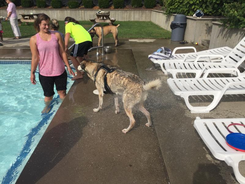 Maximus dries off and owner Katie Martinez-Smith accepts that she will leave the event soaking wet. BY ANGIE HILSMAN