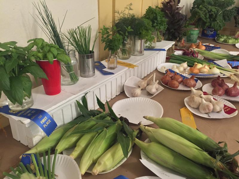 Participants display their produce. Judges leave ribbons and comments for best vegetables and displays. BY ANGIE HILSMAN