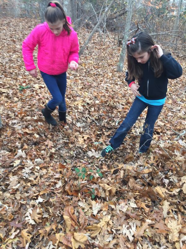 Jessica and Megan DaSilva practice kicking up the leaves and looking for food like a turkey does. BY ANGIE HILSMAN
