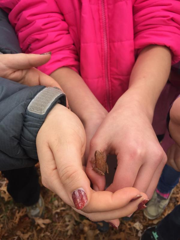 The group picked up a spring peeper. The frog species is usually found in springtime when calling from its nest, said Wimmer. BY ANGIE HILSMAN
