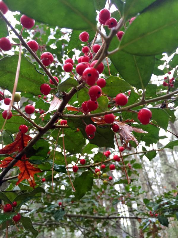 Walkers noted that there were many more holly berries this year than last, although they weren't sure why. BY ANGIE HILSMAN
