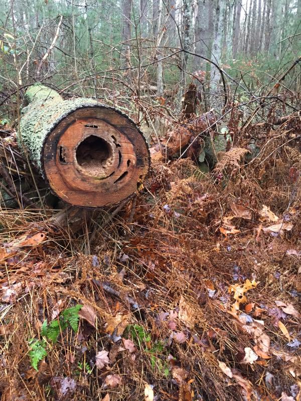 This downed tree caught the attention of a few walkers for the colors in its rings. BY ANGIE HILSMAN