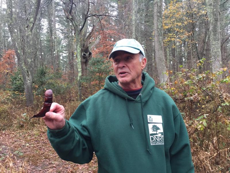 Walk leader Tom Matthews tried to figure out what kind of trees the pods came from. BY ANGIE HILSMAN