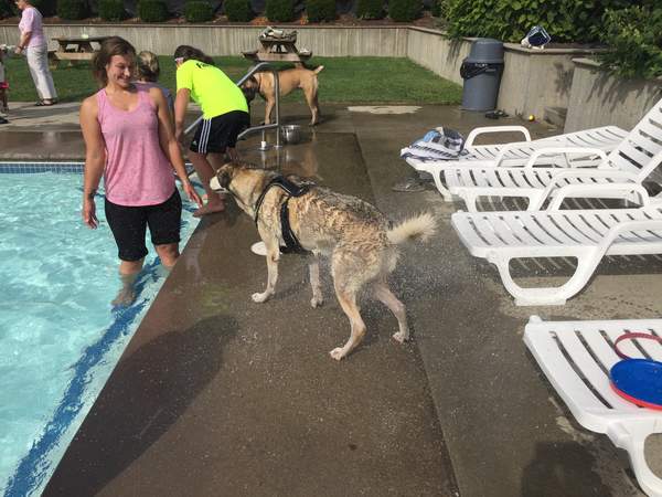Missing summer already? Here's a summer scene captured at the Dartmouth YMCA's end-of-summer pool party for dogs on September 4. In this photo, Maximus dries off and owner Katie Martinez-Smith accepts that she will leave the event soaking wet. BY ANGIE HILSMAN