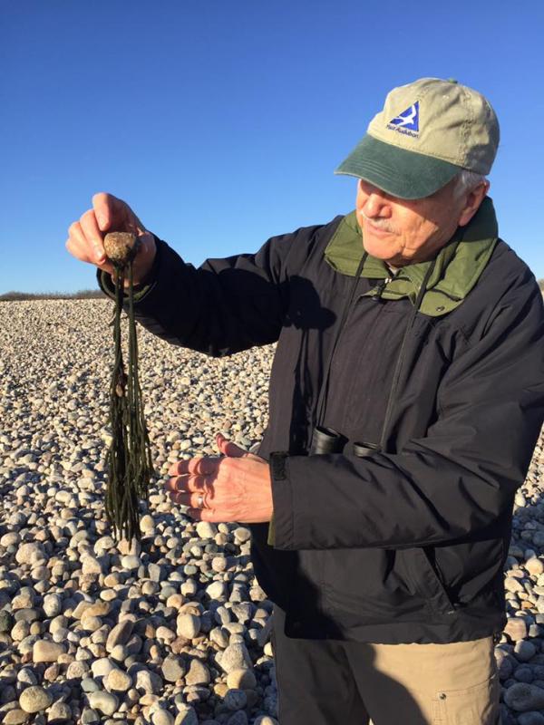 Seaweed attaches to the rock, and air bladders help it float upright so that its appendages can filter food out of the water. Hlousek holds it upside-down. BY ANGIE HILSMAN
