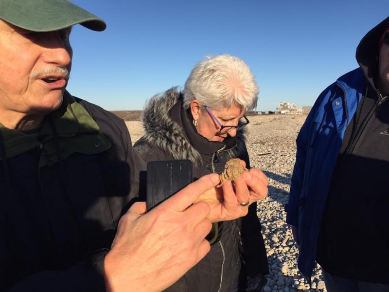 Hlousek explains that there are 30 or 40 whelk babies within each crevice of the egg, also referred to as a "mermaid necklace." BY ANGIE HILSMAN