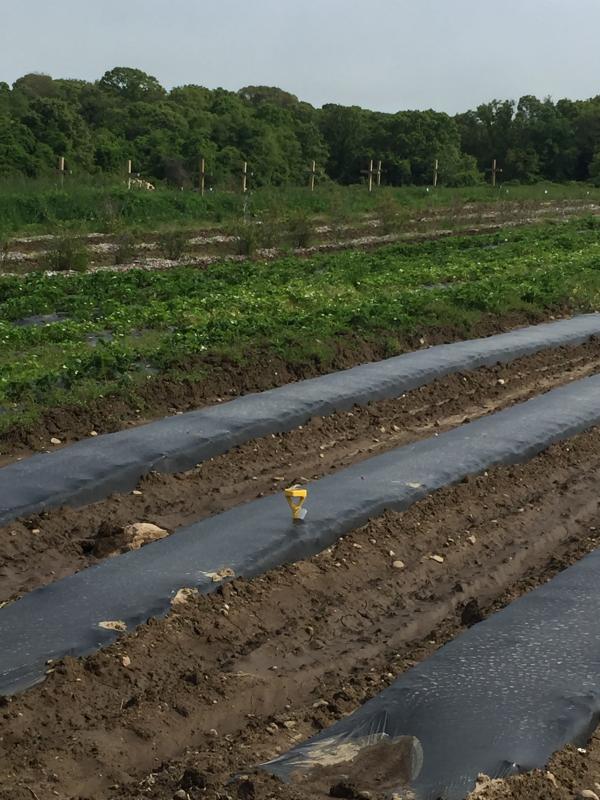 The yellow Edyn sensor in the plant bed measures air temperature and humidity, but lacks where Farm Director Dan King needs it most. BY ANGIE HILSMAN