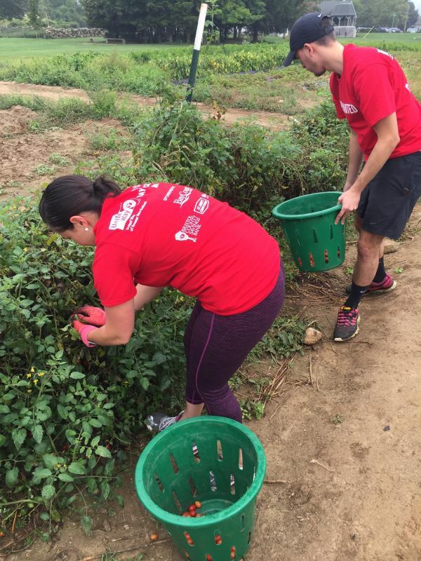 Andrea Alfonso and Adam Defrias picking tomatoes to harvest for the United Way's Annual Day of Caring. BY MARY MACEDO