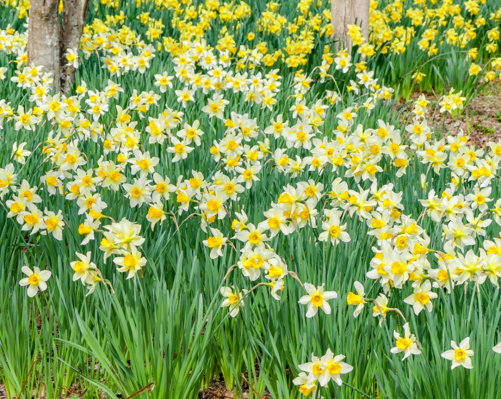 Parsons Reserve daffodils now in full bloom | Dartmouth