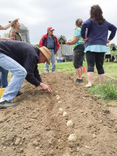 Michael Balukonis plants a row of potatoes during the direct sowing workshop. Balukonis has his own rental plot at Helfand Farm where he grows flowers, kale, lettuce, peas and other produce. BY SETH THOMAS