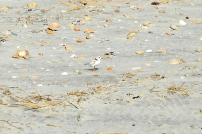 Can you spot the piping plover in the center of this photo? The shorebird has sand-colored plumage, making it a challenge for predators (and humans) to locate. BY SETH THOMAS