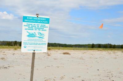 A portion of the beach where plovers nest has been fenced off to ensure a successful mating season. BY SETH THOMAS