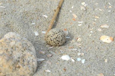 A piping plover nest. The egg at the center of this photo was unviable and abandoned. BY SETH THOMAS