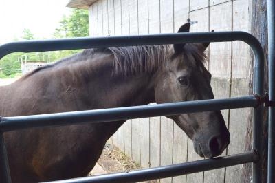 Don't Forget Us...Pet Us began as a horse farm for selling and buying horses. It eventually became the animal sanctuary it is today. BY SETH THOMAS