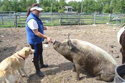 Deb Devlin pets Lulu the six-year-old pig. Devlin couldn't give an estimate to how much Lulu weighs. BY SETH THOMAS