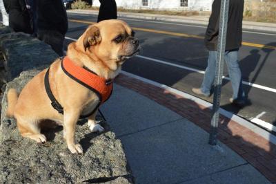 Obi, named after the Jedi Master, suns himself at the newly renovated intersection in Hixville. BY SETH THOMAS