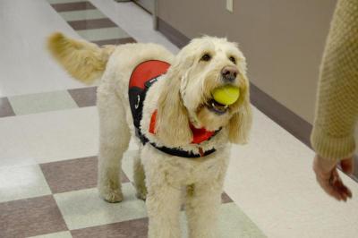 Tina, a certified therapy dog, catches a tennis ball during the Meeting Street Telethon. BY SETH THOMAS