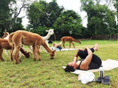 alpaca yoga at Hill Crest Farms in North Dartmouth