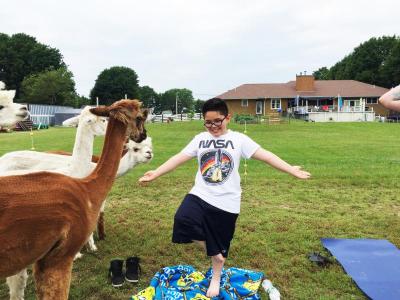 Nine-year-old Bryce Costa tries to keep his balance while giving alpaca treats