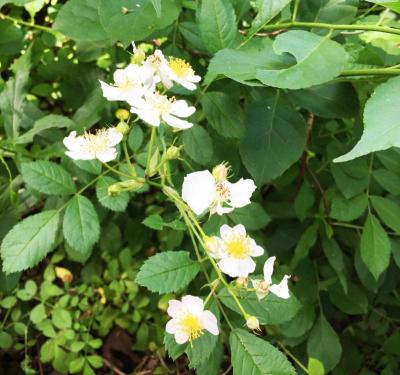 The invasive rambler rose in full bloom
