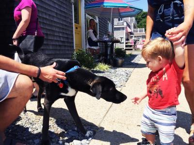 One-year-old husky black lab mix Dallas greets one-year-old human Declan Crane