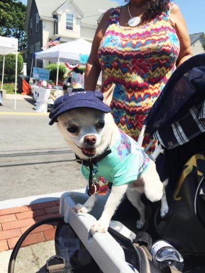 Therapy dog Isaiah, a 7-year-old Chihuahua, shows off his fashion sense: a hat with the word “Woof” and a shirt that reads “Unleash the beast.”