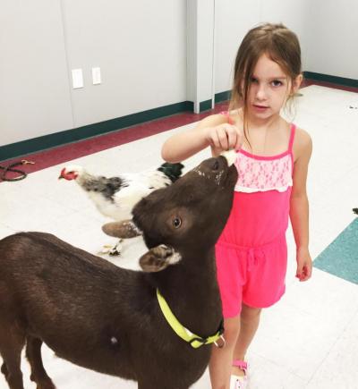 Rilynn Mastera, 6, feeds her goat Waffles