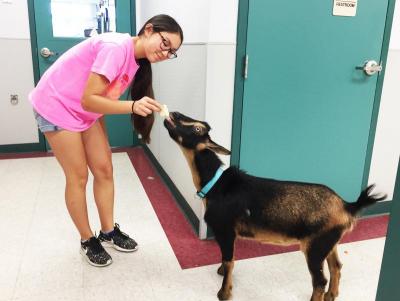 Eva Koczera, 12, feeds Blueberry the goat