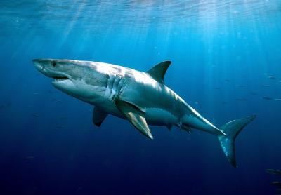A white shark photographed by Dr. Greg Skomal of the Massachusetts Division of Marine Fisheries