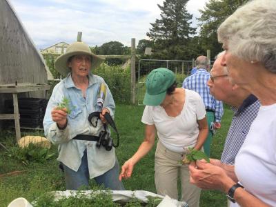 Eva Sommaripa talks about foraging with visitors in front of a wheelbarrow full of greens.