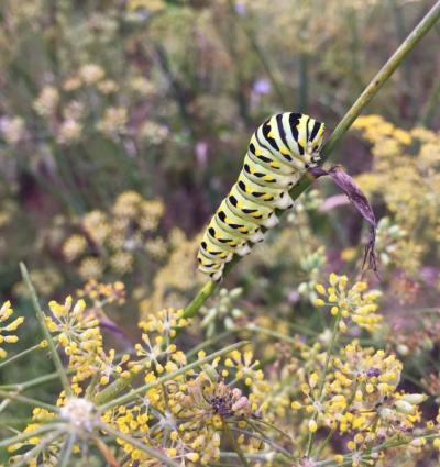 A caterpillar enjoys organic fennel at Eva’s Garden.
