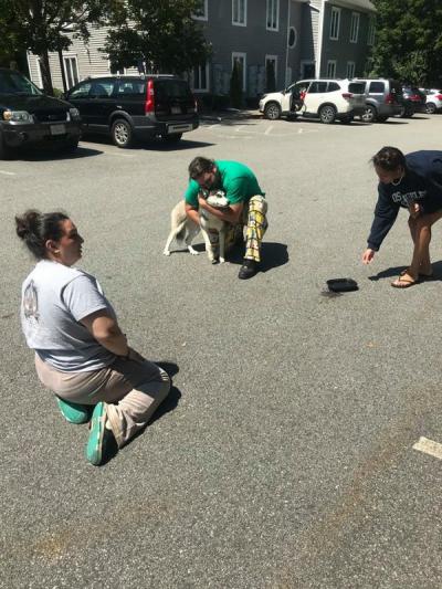 The highway husky is reunited with her owner in the Faunce Corner Road parking lot. Photo courtesy: Dartmouth Animal Control