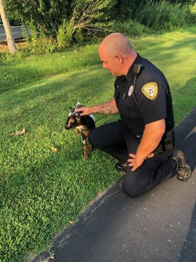Officer Canario pats Marshmallow safely on the side of the road. Photo courtesy: Dartmouth Police Department