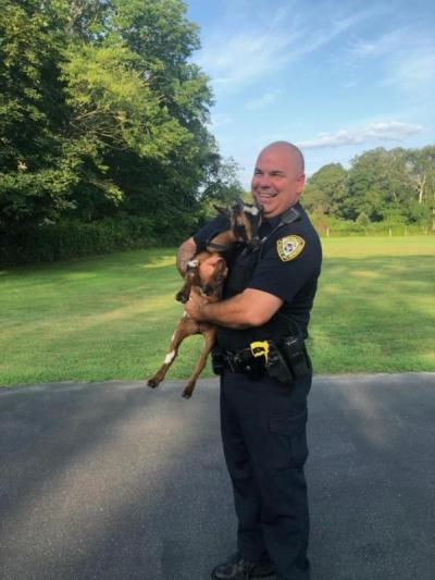 Dartmouth police officer Steve Canario with Marshmallow the goat after his adventure. Photo courtesy: Dartmouth Police Department