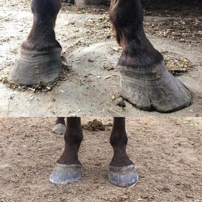 Wonder’s hooves needed a lot of work by barefoot trimmer Julie Nightlinger