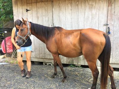 Julie Nightlinger holds Wonder the horse at the Don’t Forget Us, Pet Us shelter on August 2