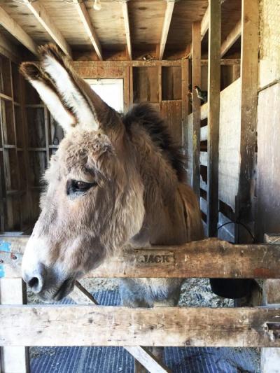 Jack the donkey at Alderbrook Farm. The animals will stay after the farm stand closes.