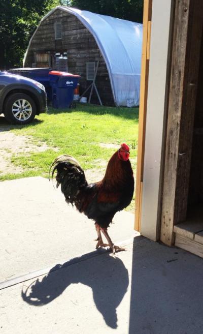 A rooster at Alderbrook.