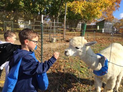 Brody Turgeon, 6, dressed as an M&M, feeds an alpaca in costume.