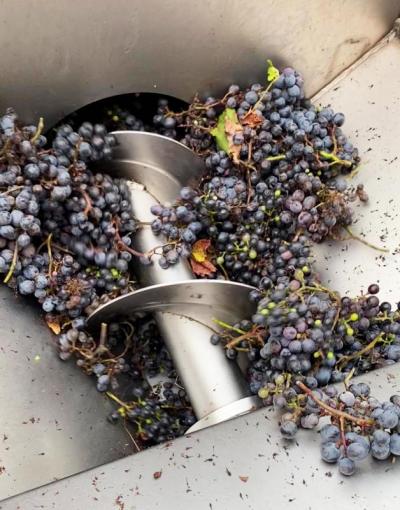 Clusters of grapes going into a machine to de-stem and crush them before pressing. Photo courtesy: Ian Edwards