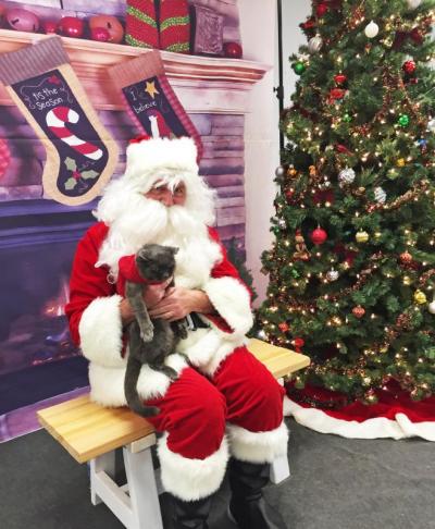 Dartmouth, MA news - Humane Society Christmas - Santa holds Midnight the kitty, a 19-year-old rescue with dementia.