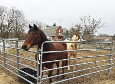 Dartmouth, MA news - People - Two of Gosselin’s nine horses wait patiently for her to feed them at lunch