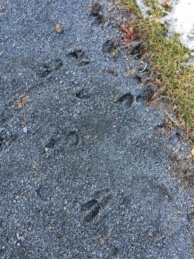 Dartmouth, MA news - Impressions left by deer hooves in the soft path material indicate where the animals have been visiting to eat the landscaping
