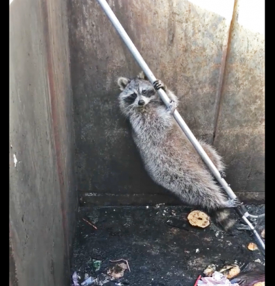 Dartmouth, MA news - A still of the raccoon during its escape attempt. Image courtesy: Dartmouth Animal Control/Facebook