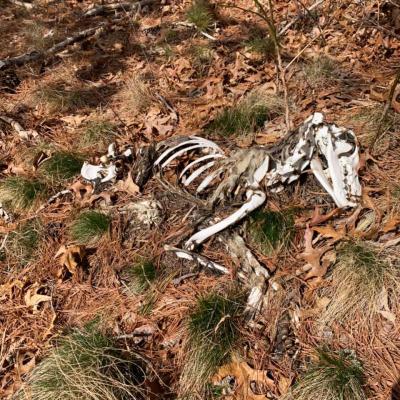 McGonnigal noted that the most interesting thing he found on the roadside was a coyote skeleton. Photo courtesy: Ian McGonnigal