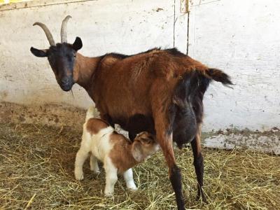 Dartmouth Week - Dartmouth, MA news - A baby goat nursing.