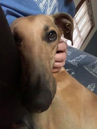 Dusty, 1, has been able to get more training done with his human, along with some much needed pats. Photo courtesy: Sarah Huff